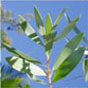 Ast�rale produit des huiles essentielles de katrafay