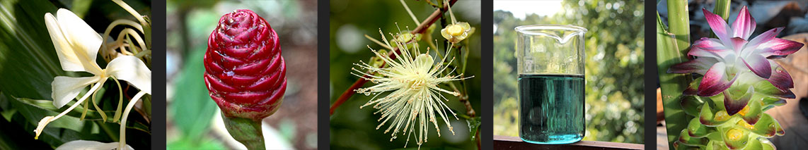 Astérale huiles essentielles de Madagascar